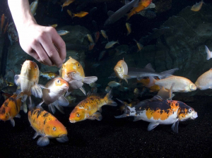 aquarium paris - journée internationale du handocap