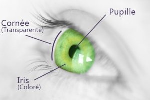schéma oeil cornée